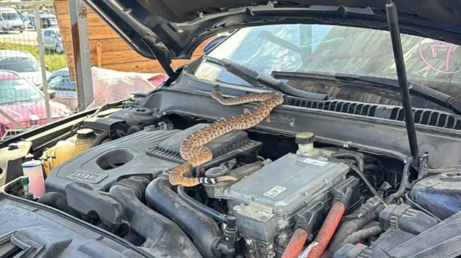 Ce se va întâmpla cu șarpele veninos descoperit sub capota unei mașini importate din SUA