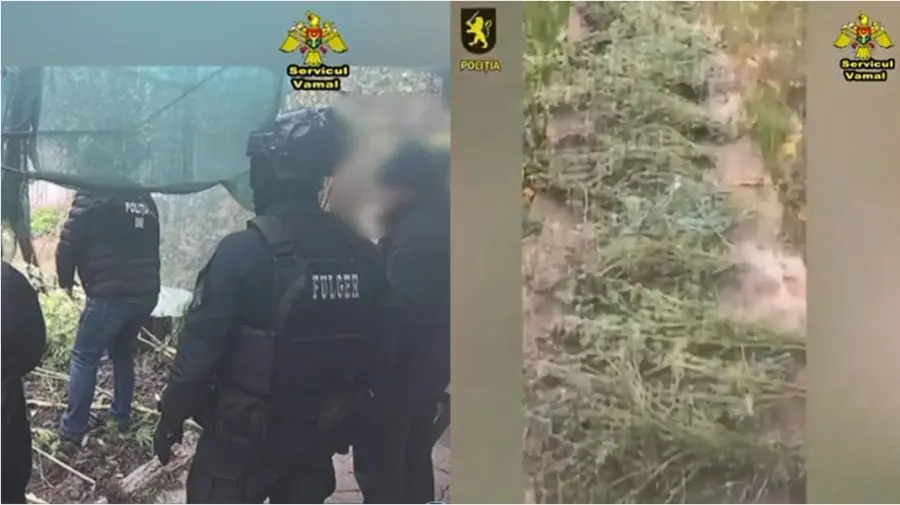 VIDEO Captură impresionantă la Strășeni: 14 kilograme de canabis, găsite la un bărbat de 61 ani