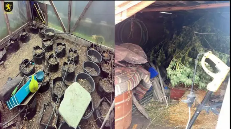 VIDEO Marijuana, arme și valută străină: Percheziții la trei bărbați din Chișinău și Criuleni