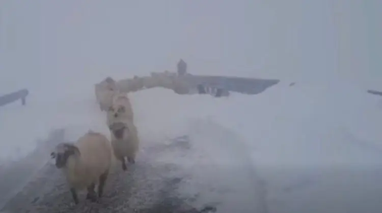 VIDEO Ciobani blocați cu turmele de oi pe Transalpina, salvați după aproape o săptămână
