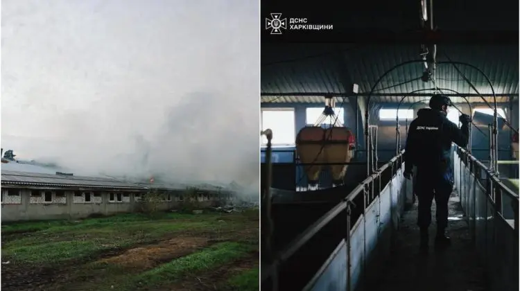 FOTO Rușii au ucis 13 mii de animale în Ucraina, într-un atac cu dronă asupra unei ferme de porci