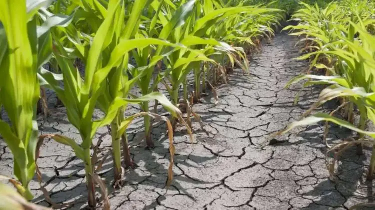 Peste 13.000 de hectare afectate de intemperii în 2025. Fermierii au depus 690 de cereri de sprijin financiar