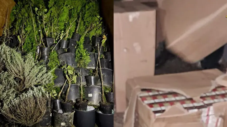 VIDEO Cu imaginația moldovenilor nu te pui! 1.890.000 de țigări, găsite ascunse printre plante decorative