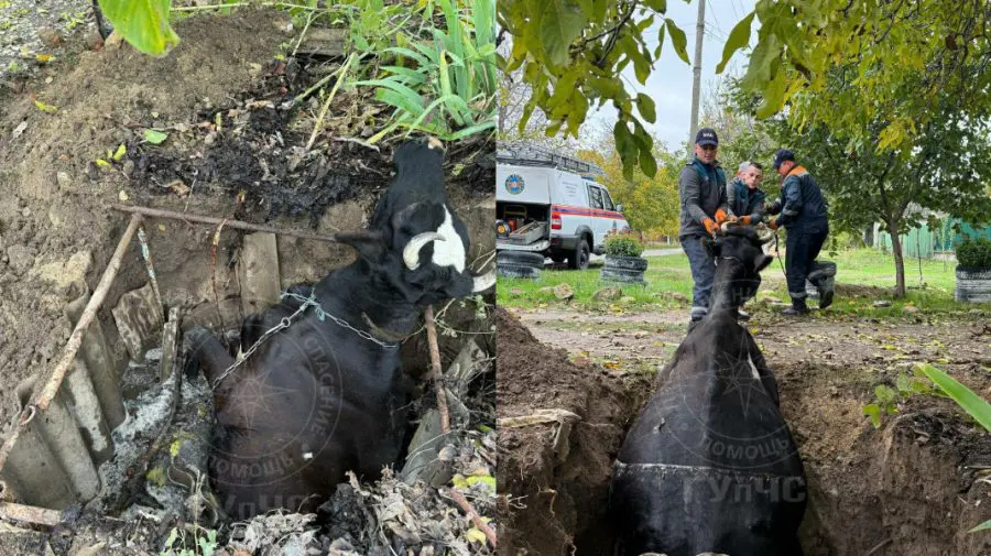 VIDEO O vacă speriată de o mașină a căzut într-o fântână. Salvatorii au intervenit și au salvat-o