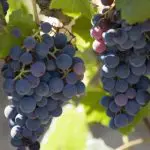 Viticultorii, între prețuri mici și cheltuieli mari: „Trebuie să dezvoltăm programe de susținere”