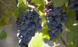 Viticultorii, între prețuri mici și cheltuieli mari: „Trebuie să dezvoltăm programe de susținere”