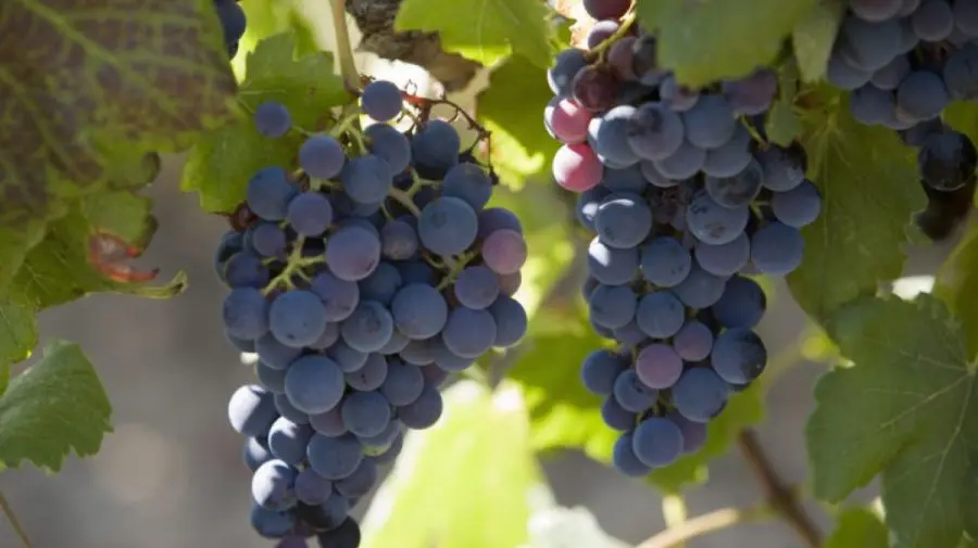 Franța va cheltui 130 de milioane de euro pentru a defrișa plantațiile de viță de vie, pe fondul supraproducției de vin