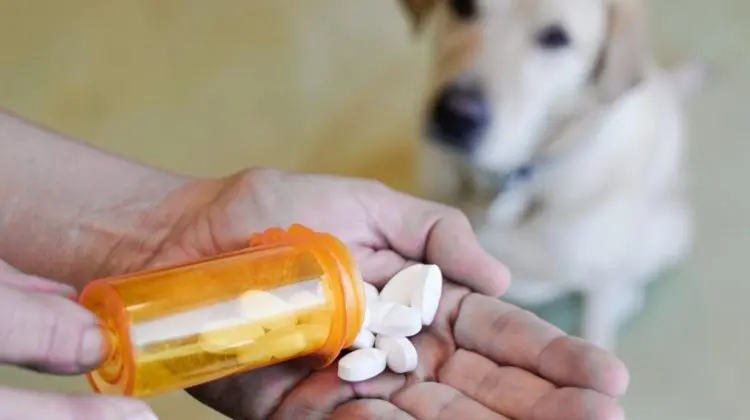 Moldova începe digitalizarea circuitului medicamentelor veterinare: ANSA lansează noul sistem informatic