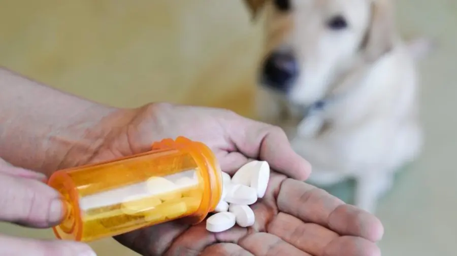 Moldova începe digitalizarea circuitului medicamentelor veterinare: ANSA lansează noul sistem informatic