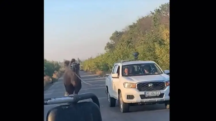 Scene neobișnuite pe frontul din Ucraina: O cămilă folosită de trupele ruse pentru transportul echipamentelor, capturată lângă Harkov