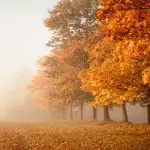Prognoza meteo pentru 21 octombrie: Ceață și până la +19 grade