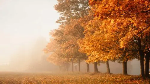 Prognoza meteo pentru 21 octombrie: Ceață și până la +19 grade