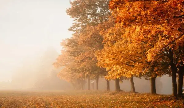 Prognoza meteo pentru 21 octombrie: Ceață și până la +19 grade