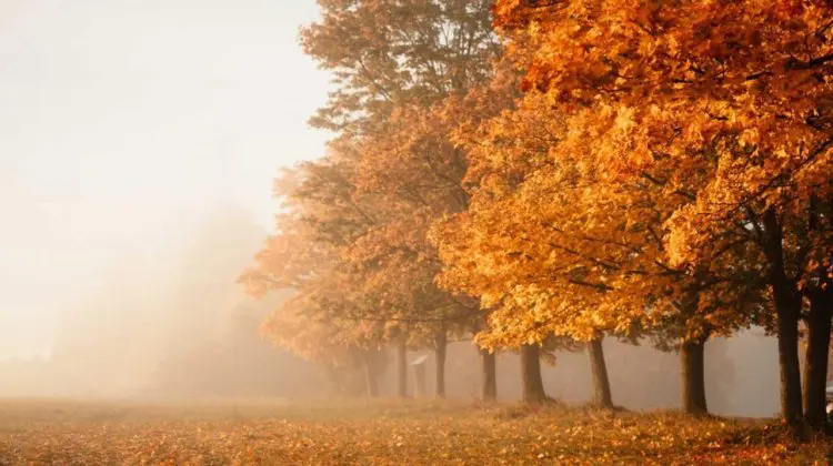 Zi liniștită de toamnă, cu ceață dimineața și maxime de până la 13°C ziua