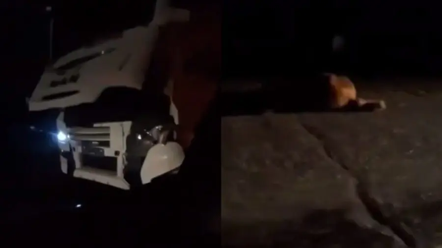 Un cal a fost lovit de un camion pe un traseu din Dubăsari