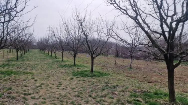 Moldova rămâne fără fructe din cauza ploilor din octombrie. Ce spun experții