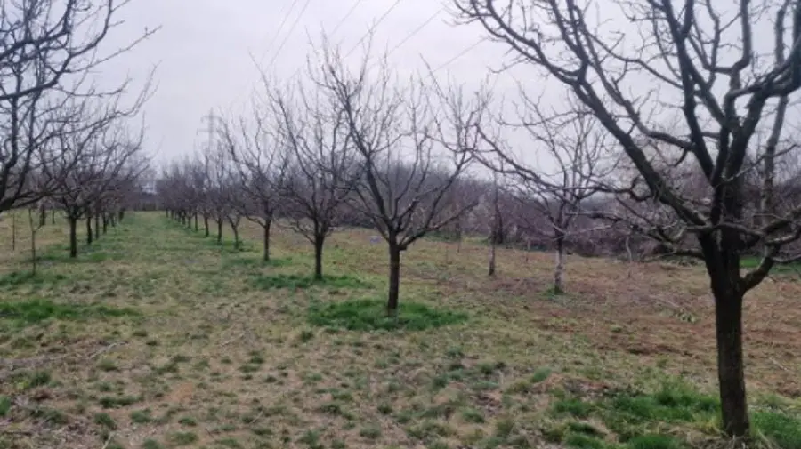 Moldova rămâne fără fructe din cauza ploilor din octombrie. Ce spun experții