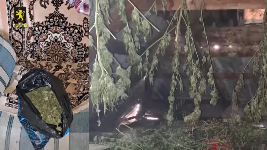 VIDEO Percheziții la Cahul și Cantemir: 7 kg de droguri ridicate de la mai multe persoane