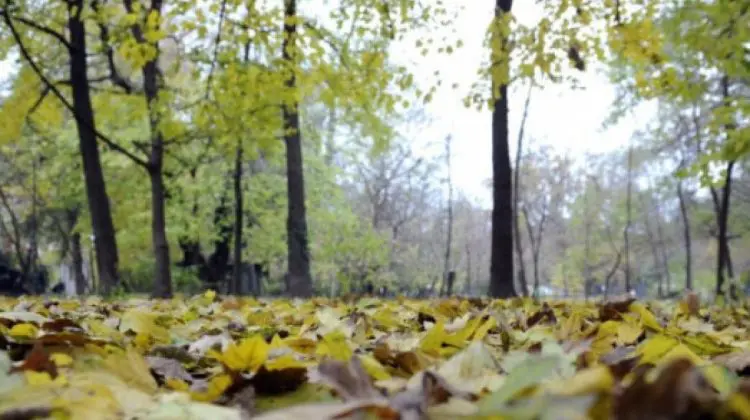 Cer înnorat și ceață pe 25 noiembrie: Temperaturi ridicate pentru final de noiembrie