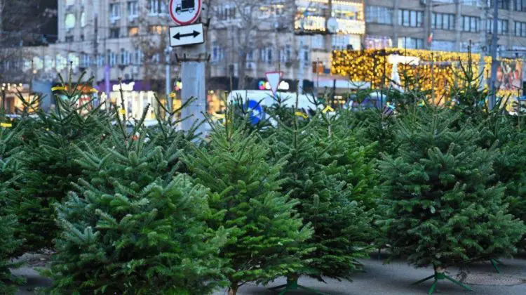 Pomi de Crăciun aproape de casă: În ce perioadă și unde îi puteți cumpăra în Capitală