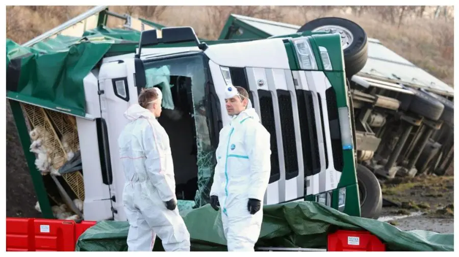 Găini scapă pe autostrada din Germania după un accident de camion