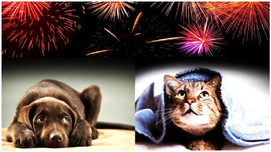 Focurile de artificii, un pericol pentru animale și mediu. ANSA îndeamnă cetățenii să renunțe la ele în perioada sărbătorilor