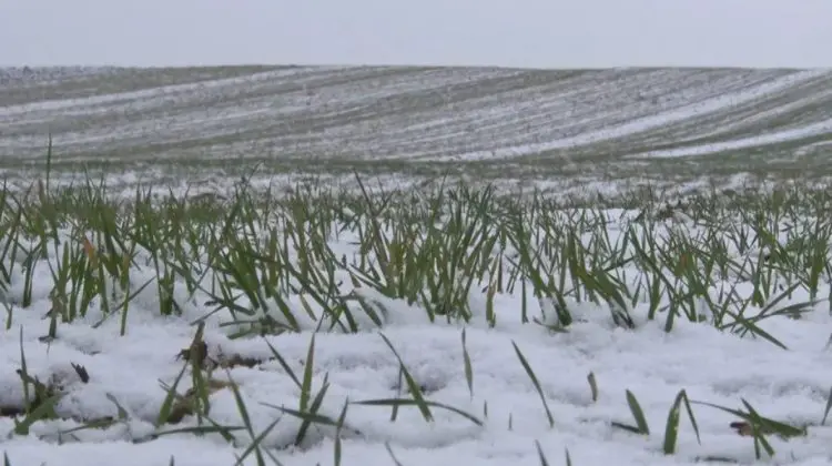 Ministerul Agriculturii: Temperaturile de –12°C ajută culturile de toamnă să se întărească