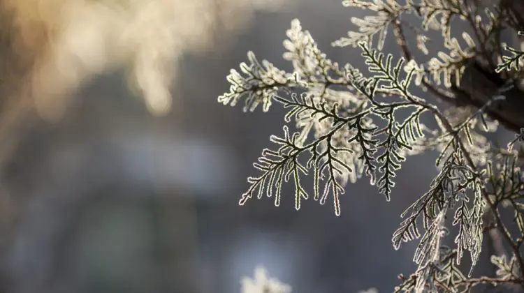 Vreme mohorâtă, dar caldă pentru mijlocul lui decembrie. Ce temperaturi se înregistrează astăzi în țară