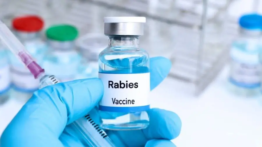 Serviciul antirabic din Chișinău va fi descentralizat din 1 ianuarie 2026. Ce înseamnă asta