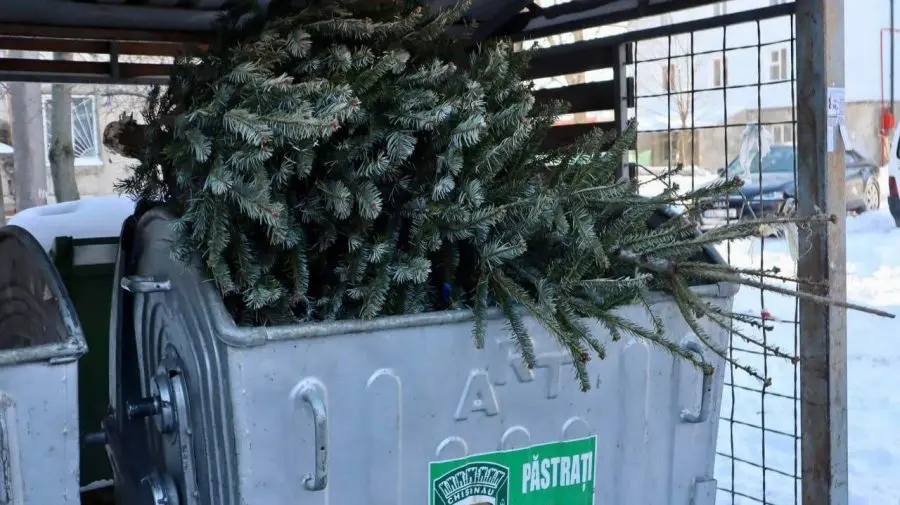 Nu arunca bradul în tomberon! Ce să faci, ca să devină îngrășământ natural pentru alte plante