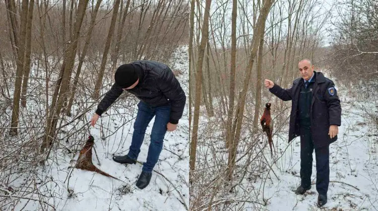 Capcane ilegale depistate în raionul Telenești. Un fazan, prins într-un laț