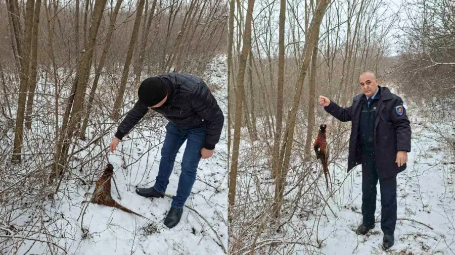 Capcane ilegale depistate în raionul Telenești. Un fazan, prins într-un laț