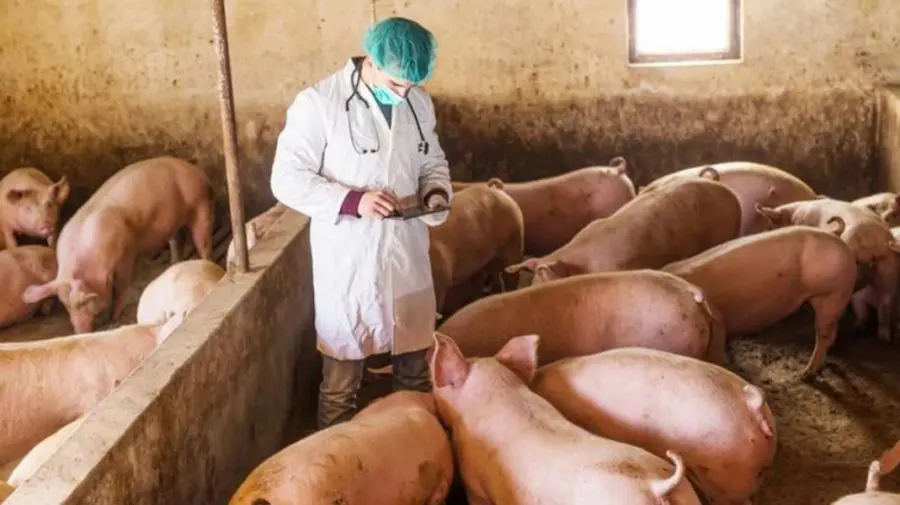 Gripă aviară, rabie și pestă porcină: șase focare confirmate în Moldova, în ultimele cinci zile
