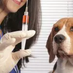 Mai multe cazuri de rabie, înregistrate în ultima perioadă. ANSP vine cu recomandări utile pentru moldoveni