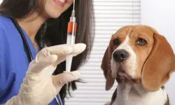 Mai multe cazuri de rabie, înregistrate în ultima perioadă. ANSP vine cu recomandări utile pentru moldoveni