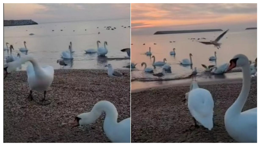 VIDEO Spectacol alb pe litoral: zeci de lebede, vedetele iernii la Eforie