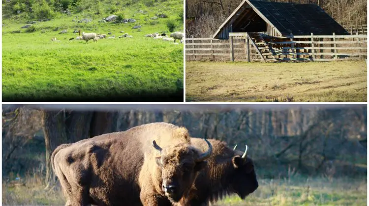 Ziua Rezervațiilor și a Vieții Sălbatice: Moldova celebrează patrimoniul natural