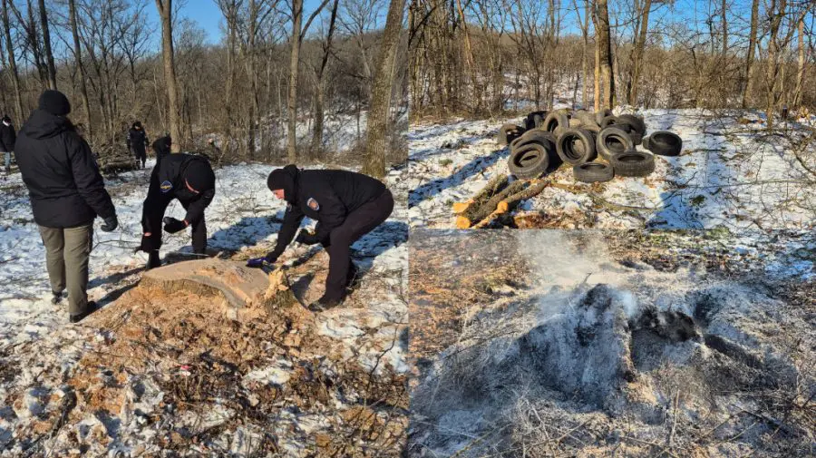 Caz grav la Ocolul Silvic Ghidighici. Peste 1.000 de arbori tăiați ilegal, iar urmele distruse prin incendiere