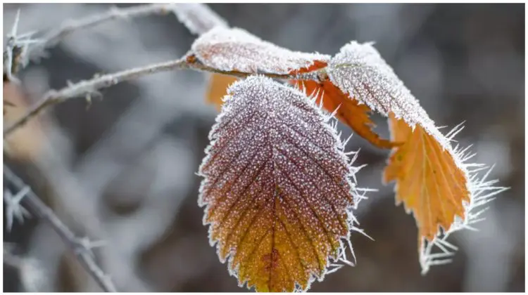 Polei, ceață și ninsori slabe: ce prognozează meteorologii pentru 5 ianuarie