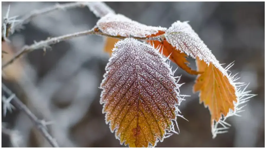 Polei, ceață și ninsori slabe: ce prognozează meteorologii pentru 5 ianuarie