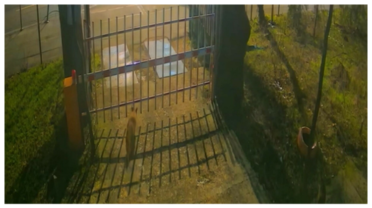VIDEO Fauna sălbatică urbană: vulpi filmate lângă Muzeul „Grigore Antipa” din București