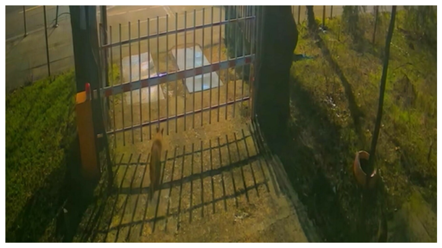 VIDEO Fauna sălbatică urbană: vulpi filmate lângă Muzeul „Grigore Antipa” din București