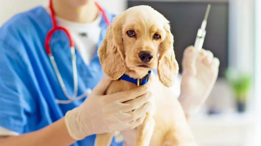 Măsuri noi pentru utilizarea vaccinurilor și medicamentelor la animale. Ce prevede documentul