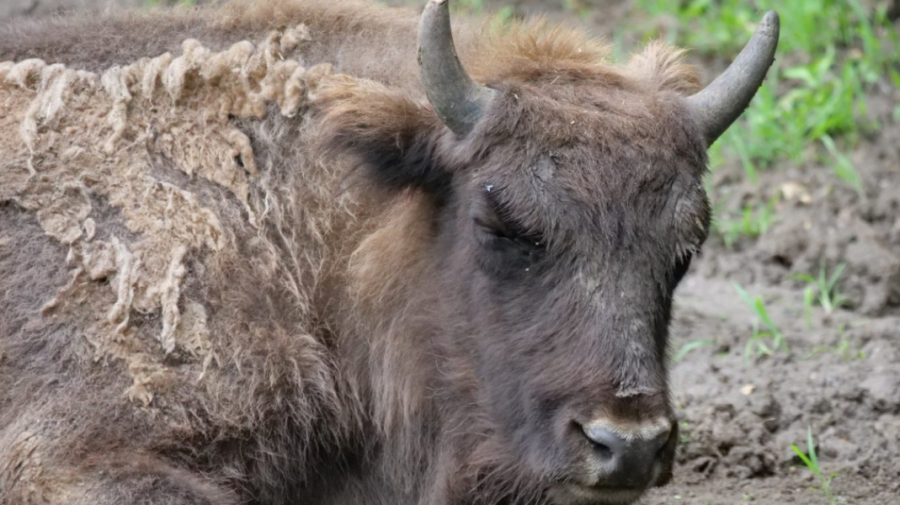 Groază la fermă: Poliția anchetează ferma din Cluj după descoperirea a 214 cadavre de animale
