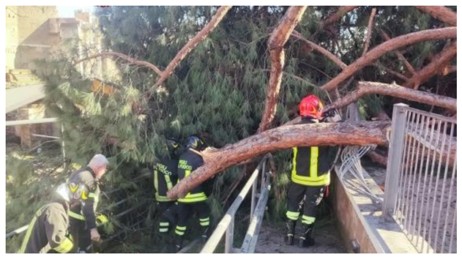 VIDEO Incident grav în centrul Romei: un român a fost lovit după ce un pin s-a prăbușit peste el