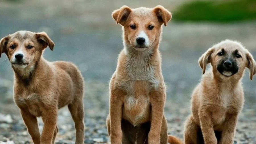Autoritățile din Chișinău pregătesc reguli mai stricte pentru posesorii de animale