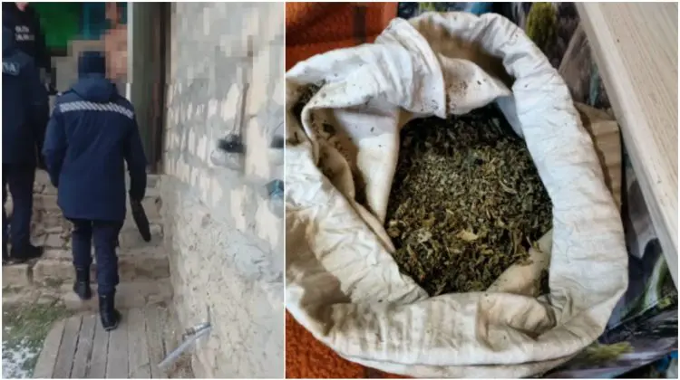 Cultiva cânepă și consuma droguri la domiciliu. Un bărbat din Sadova, prins de polițiști