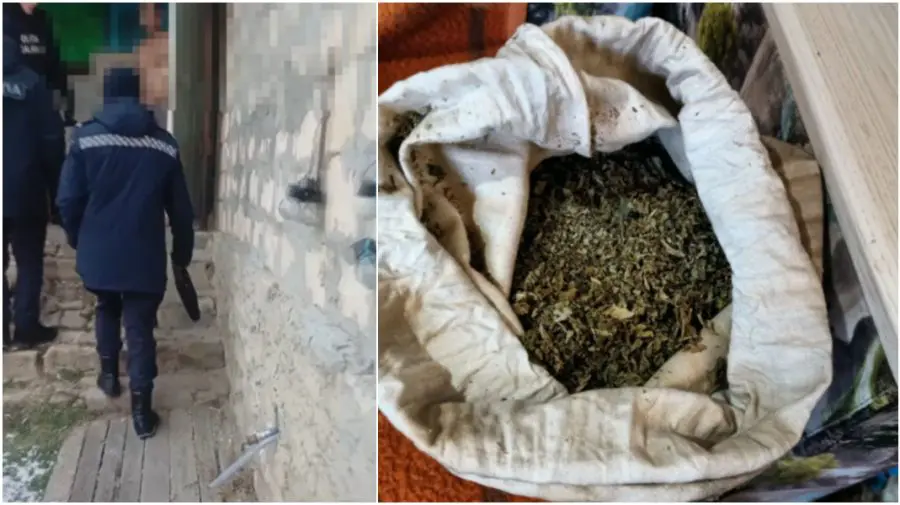 Cultiva cânepă și consuma droguri la domiciliu. Un bărbat din Sadova, prins de polițiști