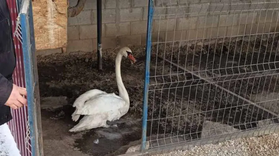 FOTO Musafir neobișnuit la Cimișlia: O lebădă rătăcită a fost găsită într-o gospodărie