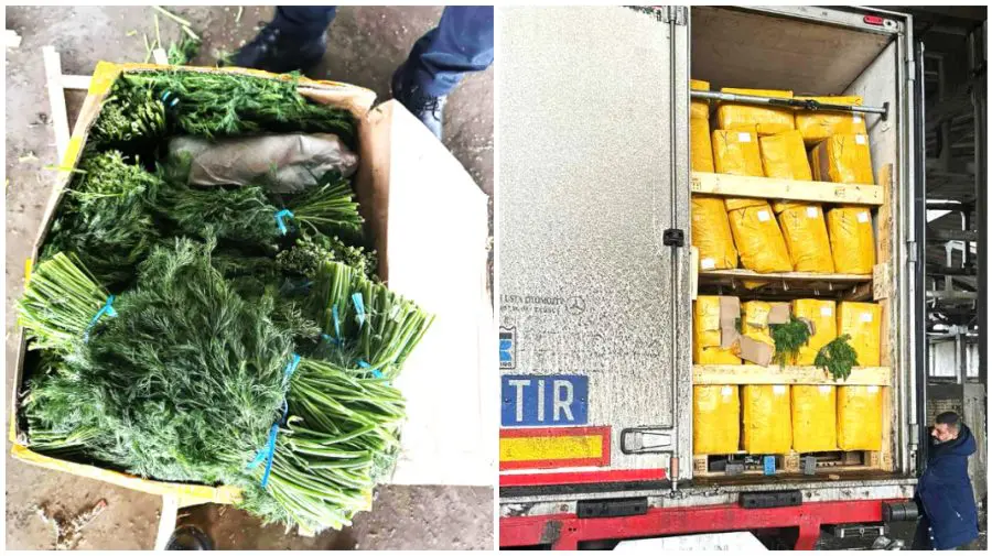 15 tone de mărar, reținute și distruse de ANSA. Produsele prezentau risc pentru consumatori